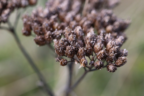 common yarrow