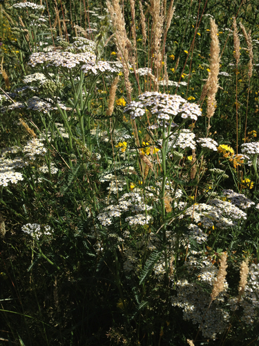 common yarrow