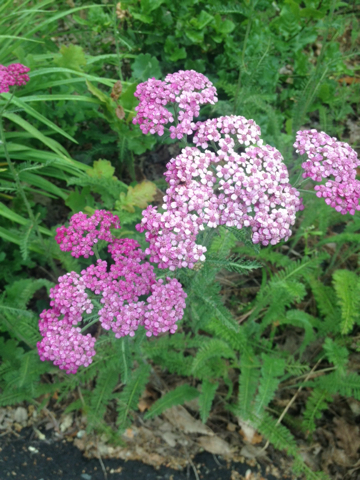 common yarrow