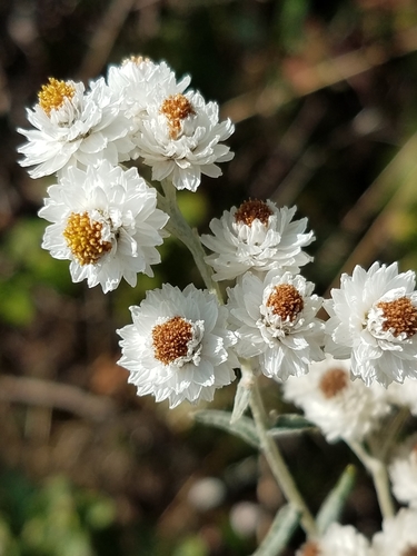 pearly everlasting