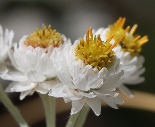 pearly everlasting
