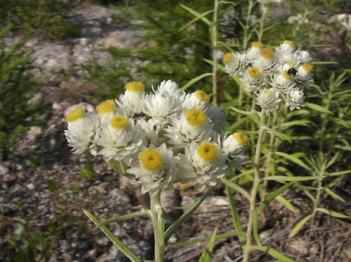 pearly everlasting