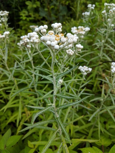 pearly everlasting