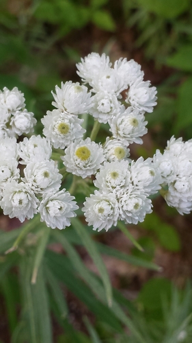 pearly everlasting