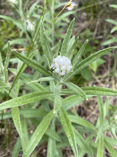 pearly everlasting