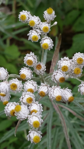 pearly everlasting