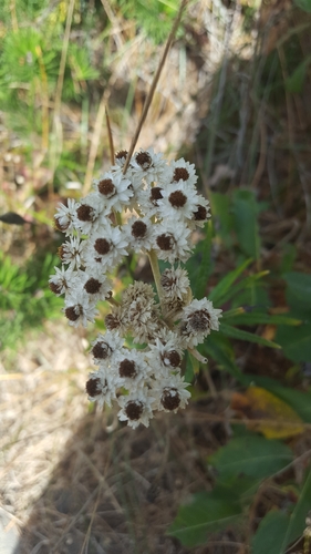pearly everlasting