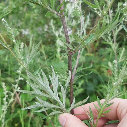 common mugwort