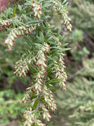 common mugwort