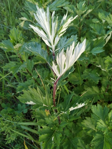 common mugwort