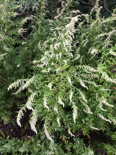 common mugwort
