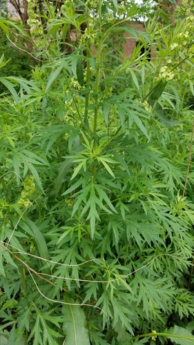 common mugwort