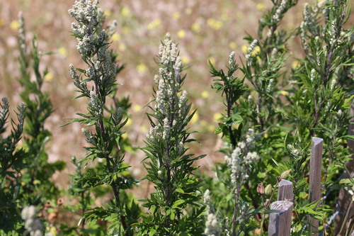 common mugwort