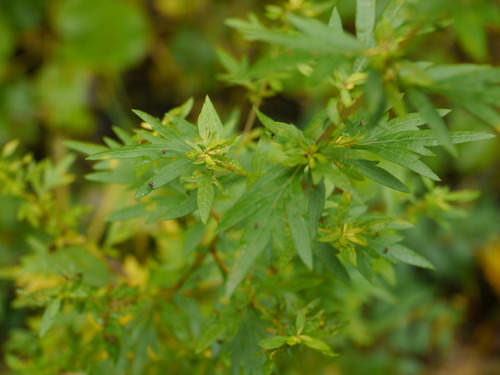 common mugwort