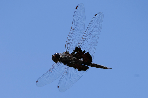 Black Saddlebags