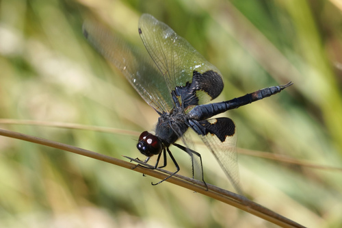 Black Saddlebags
