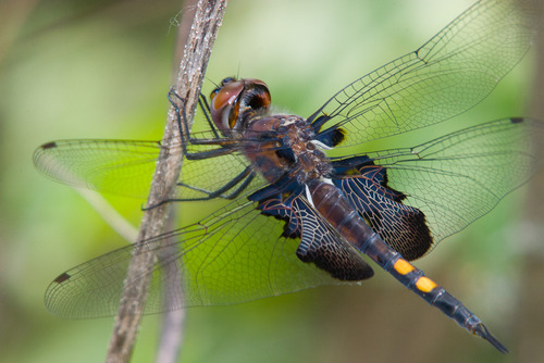 Black Saddlebags