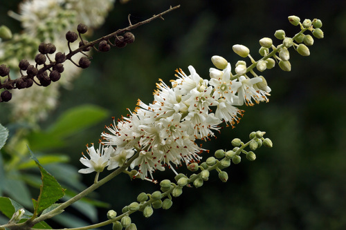 Sweet Pepperbush