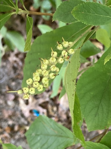 Sweet Pepperbush