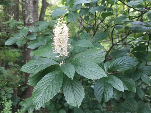 Sweet Pepperbush