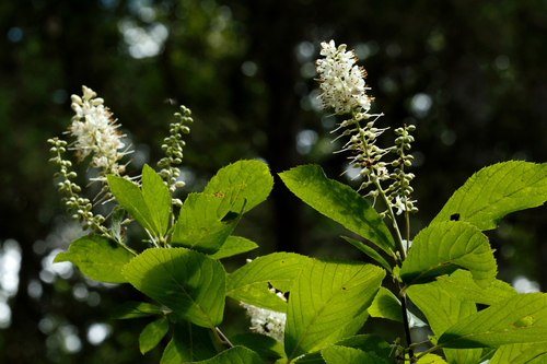 Sweet Pepperbush