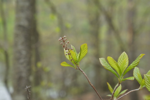 Sweet Pepperbush