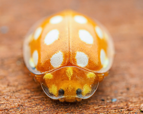 Orange Ladybird