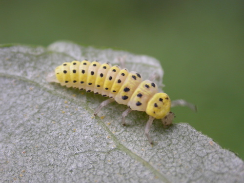 Orange Ladybird