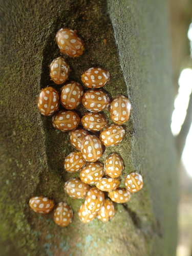 Orange Ladybird