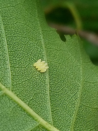 Orange Ladybird