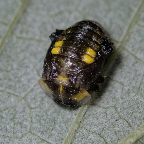 Orange Ladybird