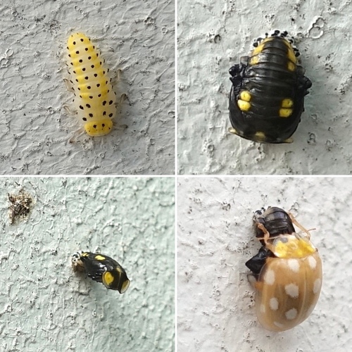 Orange Ladybird