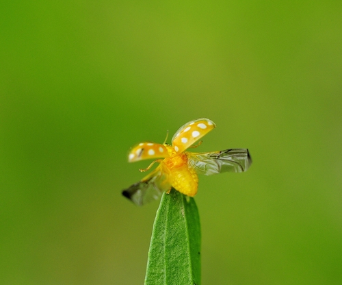 Orange Ladybird