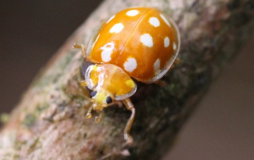 Orange Ladybird