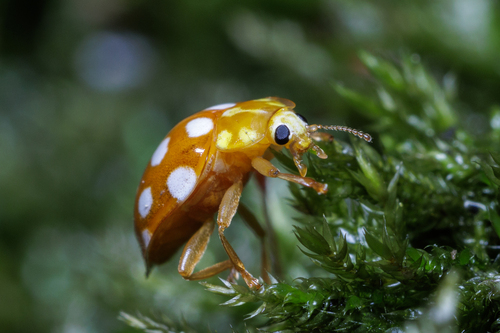 Orange Ladybird