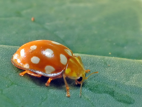 Orange Ladybird
