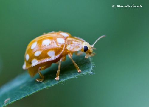 Orange Ladybird