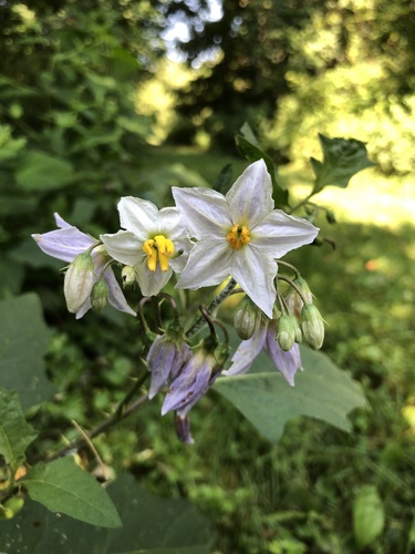 Carolina horsenettle