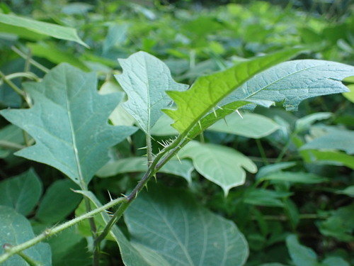 Carolina horsenettle