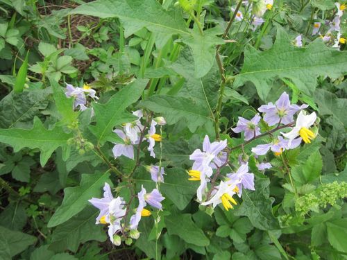 Carolina horsenettle