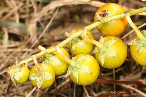 Carolina horsenettle