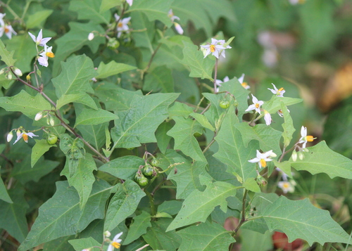 Carolina horsenettle