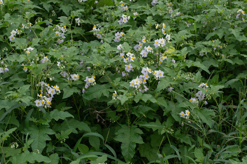 Carolina horsenettle