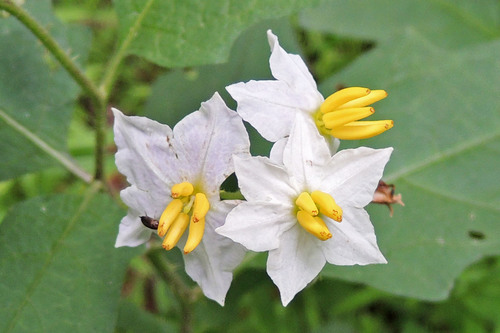 Carolina horsenettle