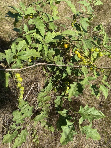 Carolina horsenettle