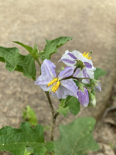 Carolina horsenettle