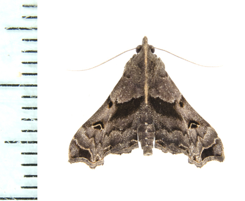 Faint-spotted Palthis Moth