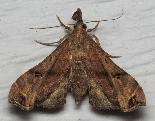Faint-spotted Palthis Moth