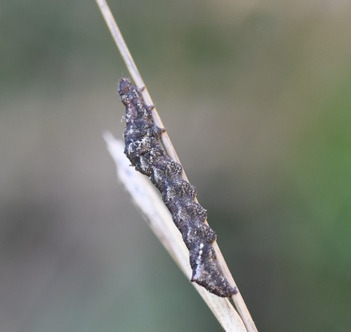 Faint-spotted Palthis Moth