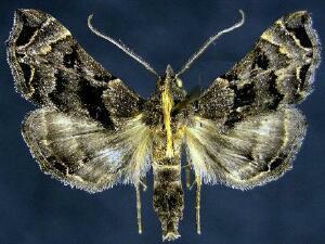 Faint-spotted Palthis Moth